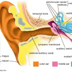 Structure of Ear | Structure of Outer Middle & External Ear