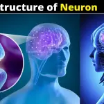 The Structure of Neuron and Explain its Function